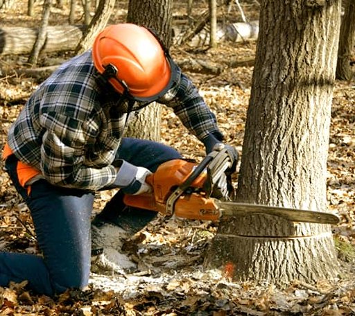 Tree Removal in Oakland, IL
